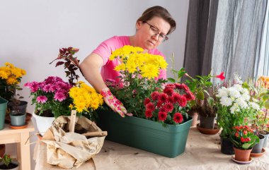 50 yaşındaki olgun bir kadın, kasımpatıları saksılara dikkatlice naklediyor, terasını sonbahara güzel çiçeklerle hazırlıyor.