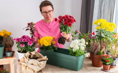 50 yaşında bir kadın sonbahar kasımpatılarını çömleklere naklediyor, evi dekore etmek teras ya da balkonda canlı mevsimlik çiçeklerle süslüyor.