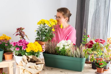 51 yaşında bir kadın güz çiçeği naklediyor kasımpatı ve fundaları çömleklere yerleştiriyor ve elinde kasımpatı dolu bir demlik tutuyor gülümsüyor, terası ya da balkonu çiçeklerle süslüyor.