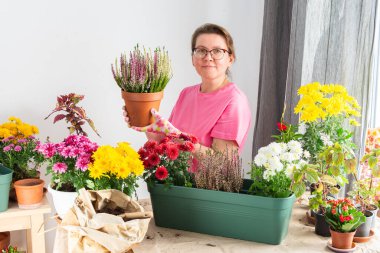 50 yaşında bir kadın, güz çiçeklerini, çalıları ve kasımpatıları saksılara naklediyor. Elinde bir saksı, elinde bir çalılık ve gülümsemeyle bir ev terasını çiçeklerle süslüyor.