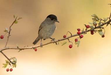 Common whitethroat male on a perch in a Mediterranean forest with the first light of an autumn day clipart