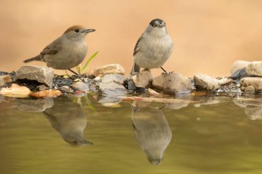 Erkek ve dişi ortak boğaz Akdeniz ormanlarında bir sonbahar gününün ilk ışıklarıyla birlikte su içerler.