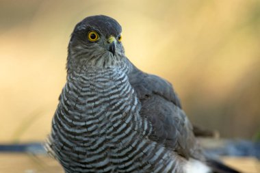 Genç bir Avrasya atmacasının bir sonbahar gününün son ışıklarıyla Akdeniz ormanlarında doğal bir baharda banyo yapıp içtiğinin ayrıntıları.