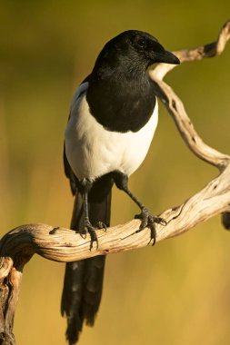 Bir sonbahar gününün son ışığında Akdeniz ormanlarında bir hancının üzerinde sıradan bir saksağan.