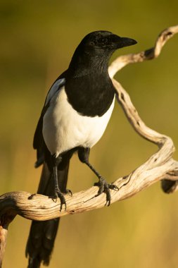 Bir sonbahar gününün son ışığında Akdeniz ormanlarında bir hancının üzerinde sıradan bir saksağan.