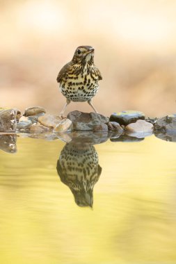 Bir sonbahar gününün ilk ışıklarıyla Akdeniz ormanlarında bir su birikintisinde şarkı ardıç kuşu.