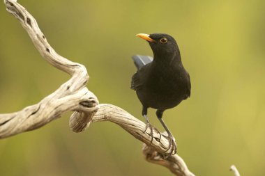 Bir sonbahar gününün son ışığında Akdeniz ormanındaki bir tünekte sıradan bir karatavuk.