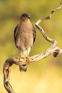 Yetişkin erkek Avrasya serçesi bir sonbahar günü ilk ışıkla Akdeniz ormanlarında en sevdiği av noktasında.