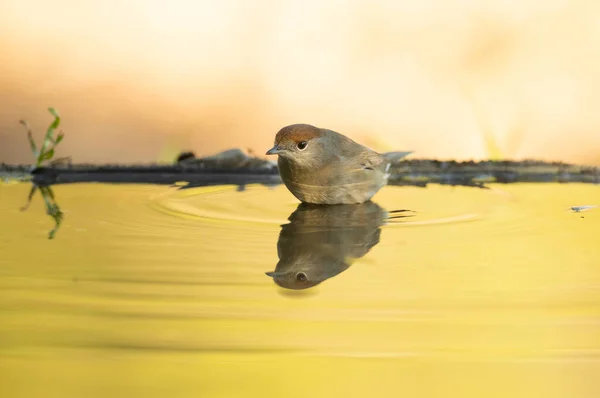 stock image Common whitethroat at a natural water point in an oak and pine forest with the last light of an autumn day