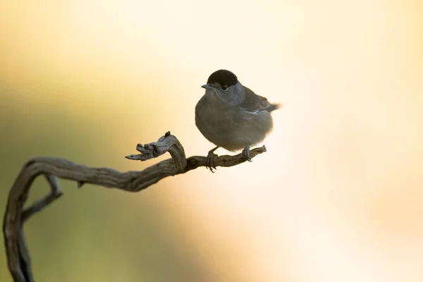 Common Whitethroat Male Perch Mediterranean Forest First Light Autumn Day — Stock Photo, Image