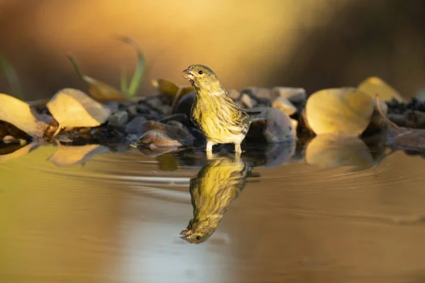 European Serin Male Natural Water Point Forest Oaks Pines Last — Stock Photo, Image