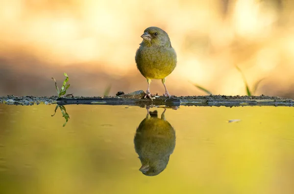 stock image Male European greenfinch at a natural water point in an oak and pine forest with the last light of an autumn day
