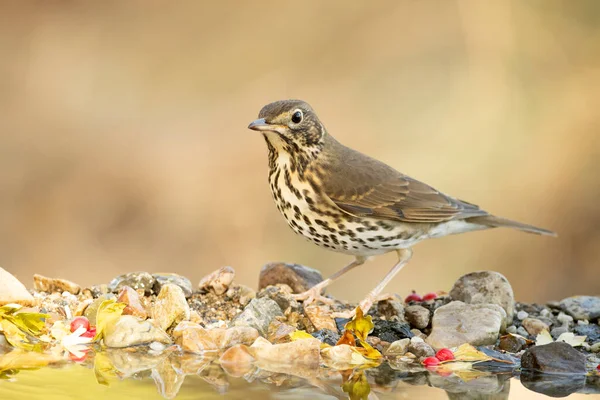 Bir sonbahar gününün ilk ışıklarıyla Akdeniz ormanlarında bir su birikintisinde şarkı ardıç kuşu.