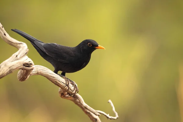 Pájaro Negro Común Una Percha Bosque Mediterráneo Última Luz Día — Foto de Stock