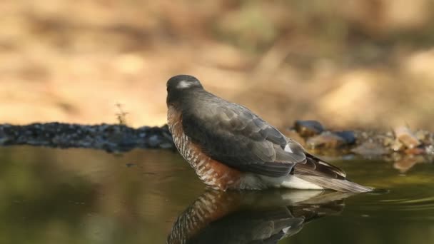 Dospělý Samec Eurasijského Vrabčáka Jestřába Koupající Vodním Bodě Dubovém Borovicovém — Stock video