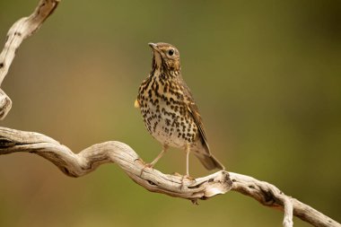 Soğuk bir sonbahar gününün ilk ışıklarıyla meşe ve çam ormanlarındaki bir tünekte ardıç kuşu şarkısı.