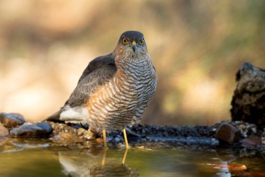 Avrasya serçesinin yetişkin erkek atmacası, bir Akdeniz ormanının içindeki doğal bir su noktasında, sonbahar sonbahar gününün ilk ışıklarıyla