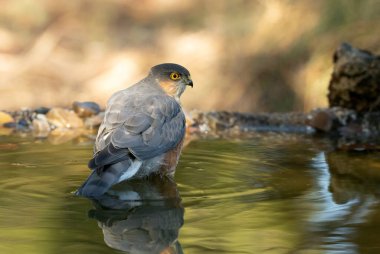 Avrasya serçesinin yetişkin erkek atmacası, bir Akdeniz ormanının içindeki doğal bir su noktasında, sonbahar sonbahar gününün ilk ışıklarıyla