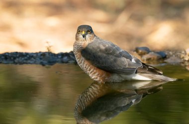 Avrasya serçesinin yetişkin erkek atmacası, bir Akdeniz ormanının içindeki doğal bir su noktasında, sonbahar sonbahar gününün ilk ışıklarıyla