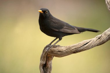 Bir sonbahar gününün son ışıklarıyla meşe ve çam ormanlarındaki bir tünekte sıradan bir karatavuk.