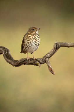 Soğuk bir sonbahar gününün ilk ışıklarıyla meşe ve çam ormanlarındaki bir tünekte ardıç kuşu şarkısı.