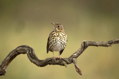 Soğuk bir sonbahar gününün ilk ışıklarıyla meşe ve çam ormanlarındaki bir tünekte ardıç kuşu şarkısı.