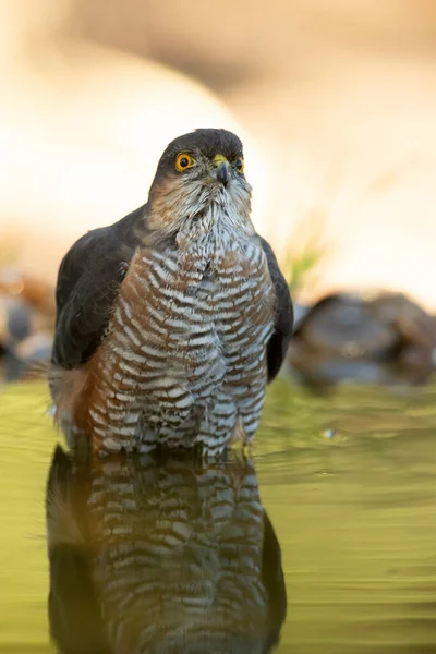 Adult Male Eurasian Sparrow Hawk Natural Water Point Mediterranean Forest — Stock Photo, Image