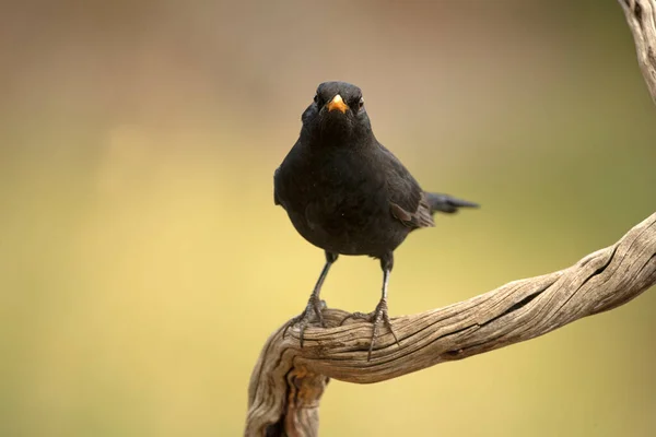 Pájaro Negro Común Una Percha Dentro Bosque Robles Pinos Con —  Fotos de Stock
