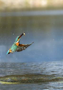 Common kingfisher male fishing in a river of a Mediterranean forest with the last hours of the afternoon