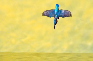 Adult male Kingfisher setting out to fish in the late afternoon light of a winter day
