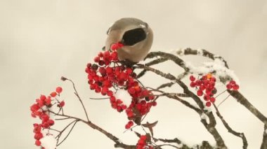 Eurasian bullfinch female eating berries in an oak forest with heavy snowfall on a January day
