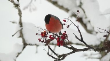 Eurasian bullfinch male eating berries on a cold January morning in an oak forest with heavy snowfall