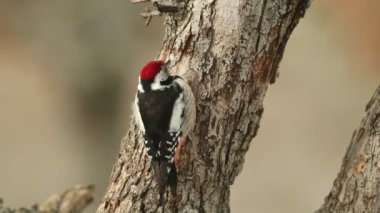 Middle spotted woodpecker searching for food on an oak trunk in a pine and oak forest with the last light of a cold January day