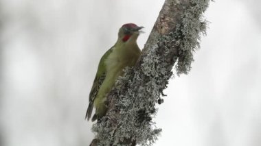 Erkek Picus Viridis soğuk bir Ocak sabahı yoğun kar yağışı olan bir meşe ormanında yiyecek arıyor.