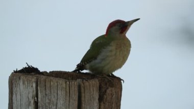 Green woodpecker searching for food in an oak grove under heavy snowfall on a cold January day