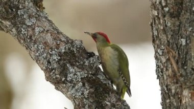 Erkek Picus Viridis soğuk bir Ocak sabahı yoğun kar yağışı olan bir meşe ormanında yiyecek arıyor.