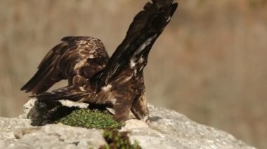 Adult male Golden eagle in a mountainous area of an oak and pine forest at the first light of a November day