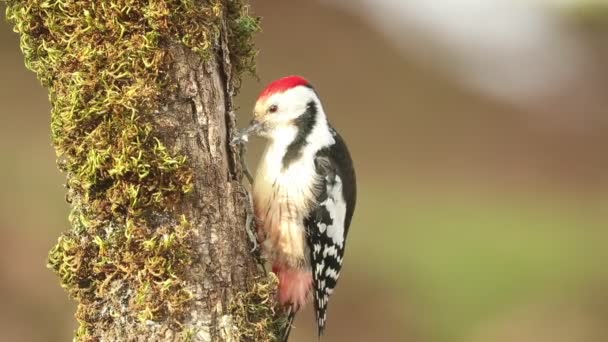 Middle Spotted Woodpecker Searching Food Oak Trunk Pine Oak Forest — Stock Video