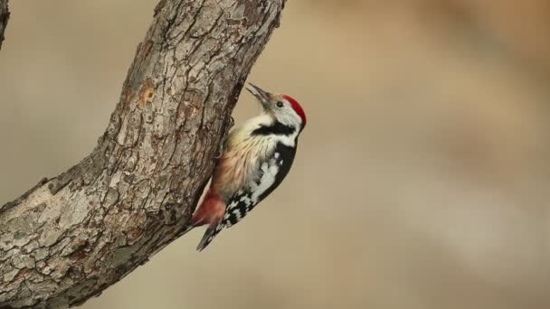 Middle Spotted Woodpecker Searching Food Oak Trunk Pine Oak Forest — Stockvideo