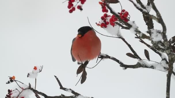 Ευρασιατικό Bullfinch Αρσενικό Τρώει Μούρα Ένα Κρύο Πρωινό Του Ιανουαρίου — Αρχείο Βίντεο