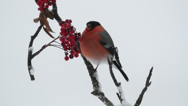 Eurasian Bullfinch Male Eating Berries Heavy Snowfall Cold January Day — Αρχείο Βίντεο