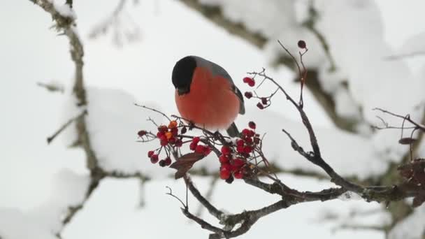 Ευρασιατικό Bullfinch Αρσενικό Τρώει Μούρα Ένα Κρύο Πρωινό Του Ιανουαρίου — Αρχείο Βίντεο
