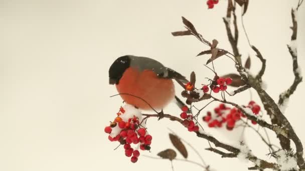 Eurasian Bullfinch Male Eating Berries Cold January Morning Oak Forest — Vídeo de stock