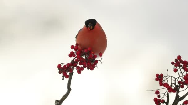 Eurasian Bullfinch Male Eating Berries Cold January Morning Oak Forest — 图库视频影像