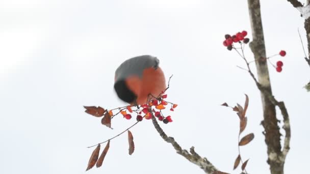 Eurasian Bullfinch Male Eating Berries Cold January Morning Oak Forest — Vídeo de stock