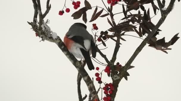 Eurasian Bullfinch Male Eating Berries Cold January Morning Oak Forest — Stok video