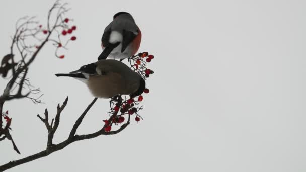 Αρσενικό Και Θηλυκό Ευρασιατικό Bullfinch Τρώει Μούρα Κάτω Από Ένα — Αρχείο Βίντεο