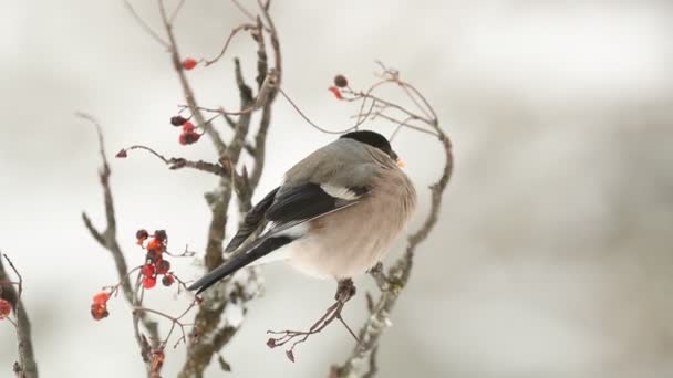 Eurasian Bullfinch Female Eating Berries Oak Forest Heavy Snowfall January — Vídeo de stock