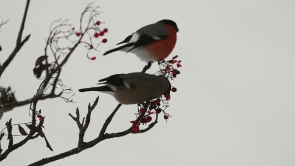 Male Female Eurasian Bullfinch Eating Berries Cold Snowing Windy January — Vídeo de stock