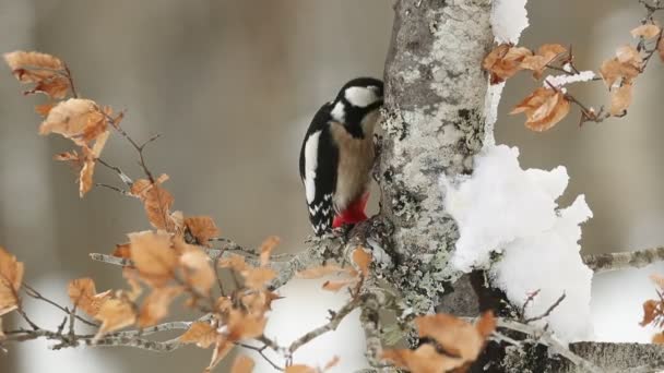 Wielki Dzięcioł Nakrapiany Szuka Pożywienia Zimny Styczniowy Dzień Dębowym Lesie — Wideo stockowe